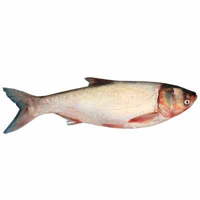 Bighead Fish 1kg (&plusmn;50g)