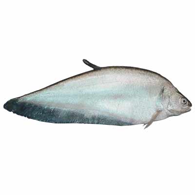 Clown Knifefish (Citol) 1kg (&plusmn;50g)