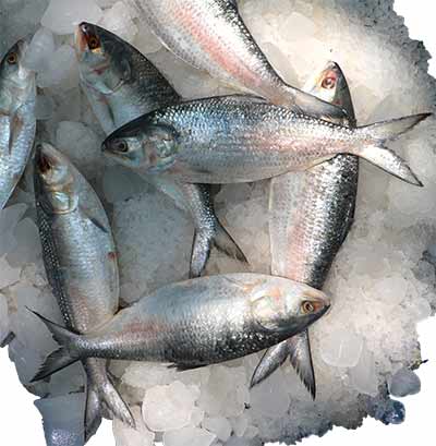 Ilish 500g (&plusmn;25g)