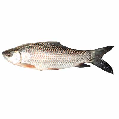 Mrigal Fish 1kg (&plusmn;50g)