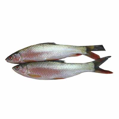Rui Fish 1kg (&plusmn;50g)