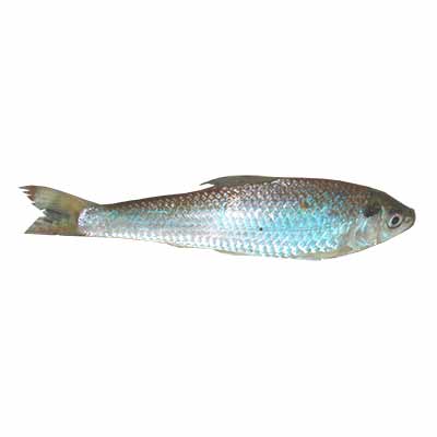 Bata Fish 1kg (&plusmn;50g)