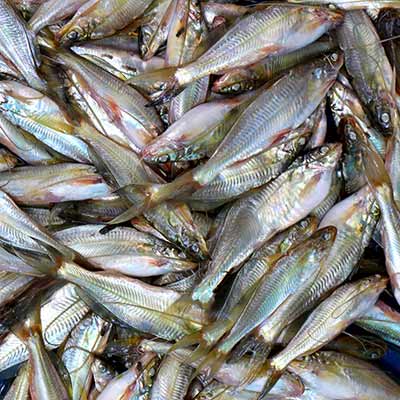 Tengra Fish 250g (&plusmn;10g)