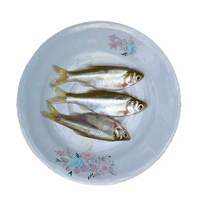 Moya Fish 250g (&plusmn;10g)