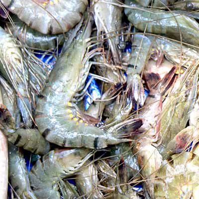 Shrimp (Chingri) Fish 500g (&plusmn;30g)